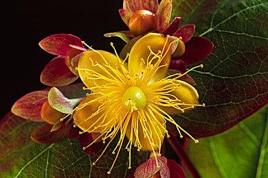 须田刚一认为现在人们过于看重MC评分