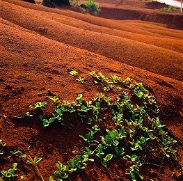 福特CEO：正开发低成本平台抵御特斯拉和中国电动汽车